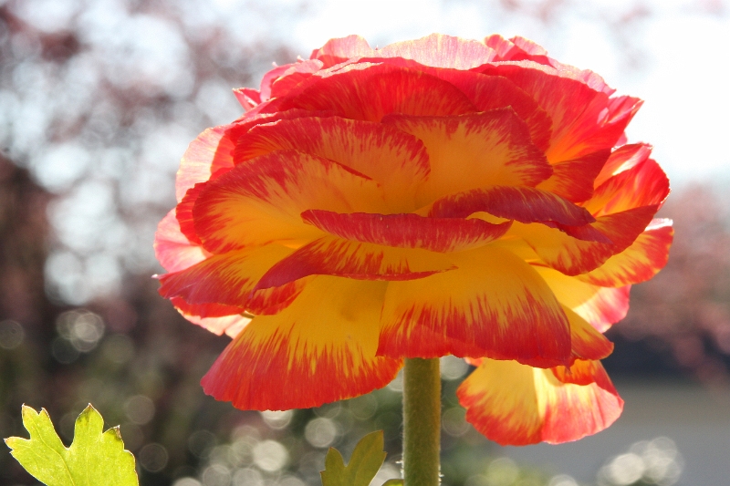 Linz (Bot. Garten)_9636.jpg